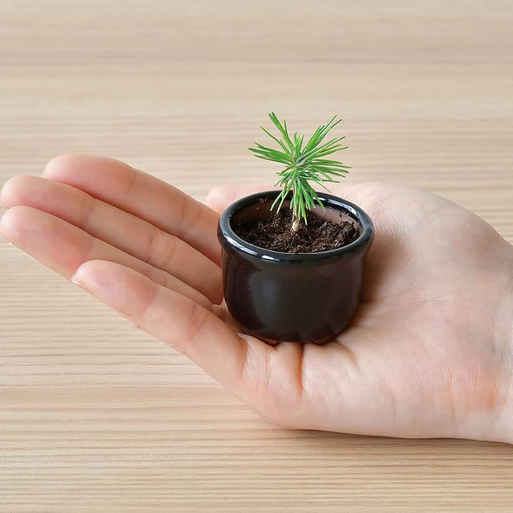 Amazon.co.jp: 聖新陶芸 栽培セット HACO MAME 盆栽 黒/黒松 GD